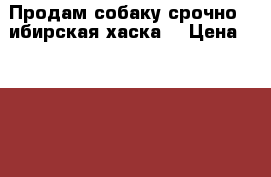 Продам собаку,срочно! Cибирская хаска. › Цена ­ 18 000 - Тульская обл., Тула г. Животные и растения » Собаки   . Тульская обл.